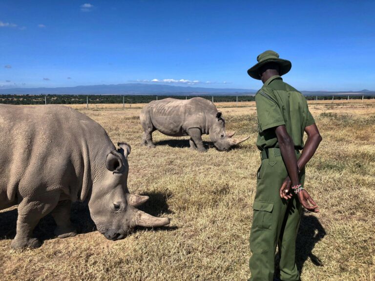 Wildlife ranger protecting African conservancy ecosystem