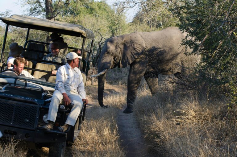 Expert safari guide tracking wildlife in bushlands