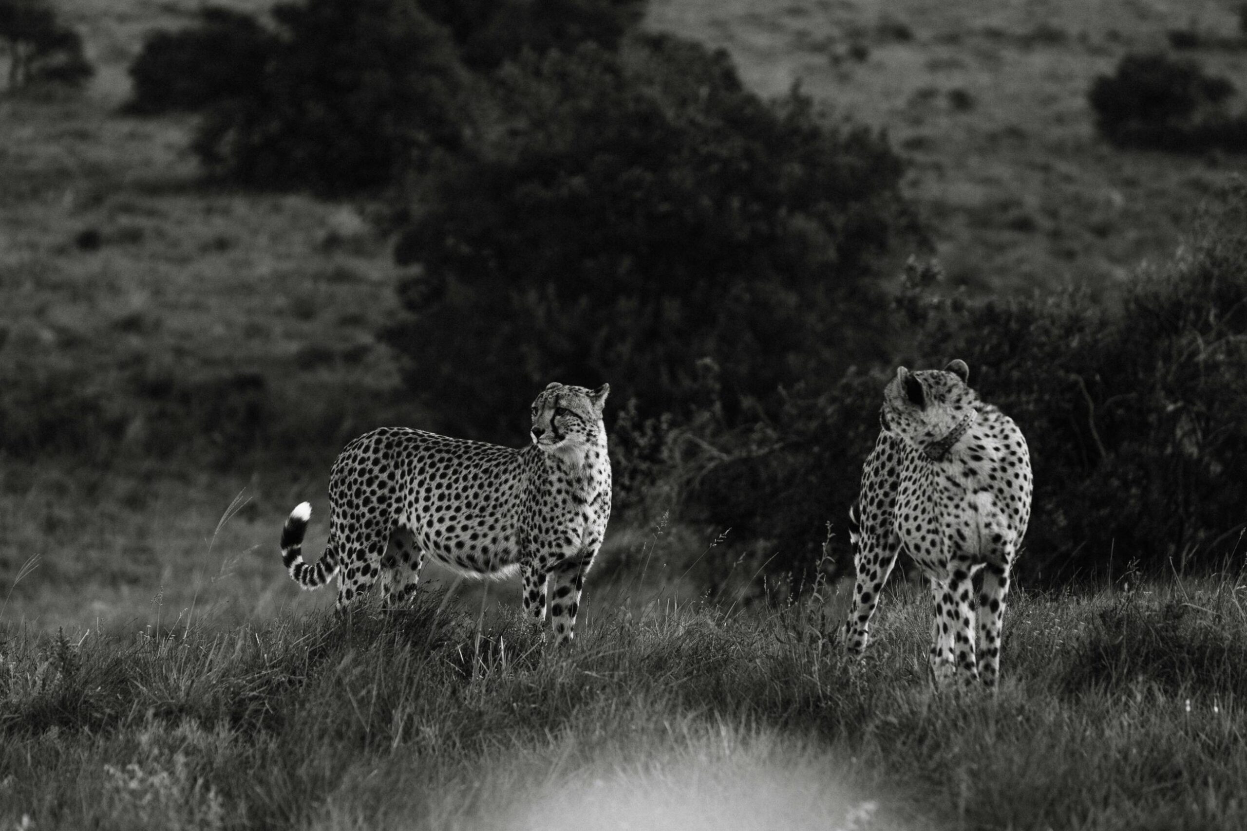 Leopard resting quietly at dusk in savannah