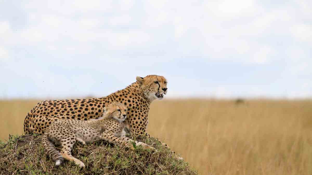 Cheetah standing on a termite mound at sunrise in an open savannah.