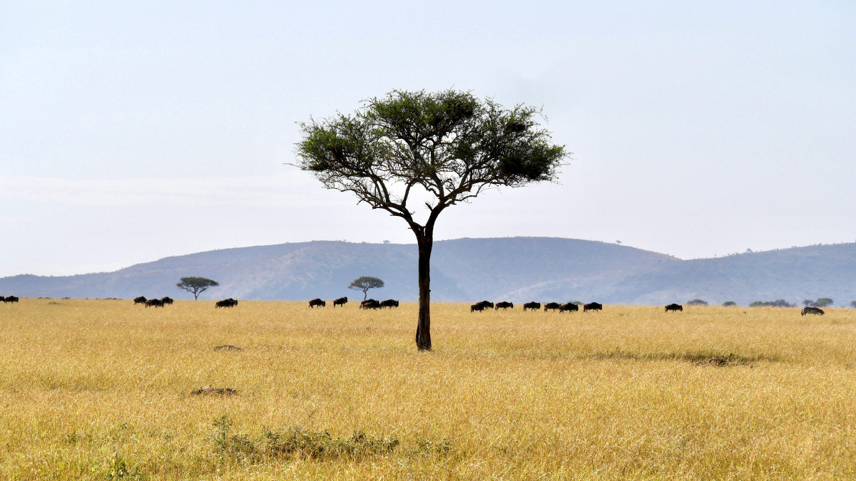 Single acacia tree on Serengeti plains at sunrise in Tanzania.